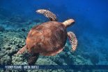 FITZROY ISLAND - GREEN TURTLE-1