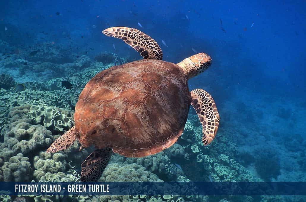 FITZROY ISLAND - GREEN TURTLE-1