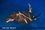 FITZROY ISLAND - GREEN TURTLE-2