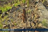 FITZROY ISLAND - LOCUST