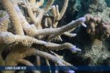 LIZARD ISLAND REEF