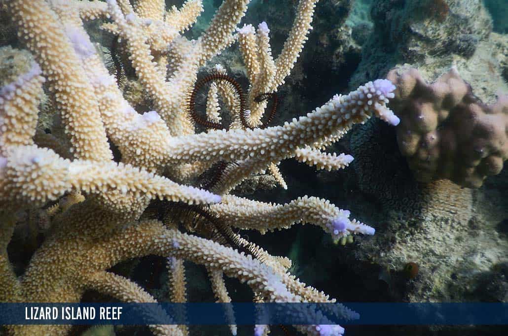 LIZARD ISLAND REEF