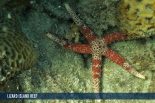 LIZARD ISLAND REEF