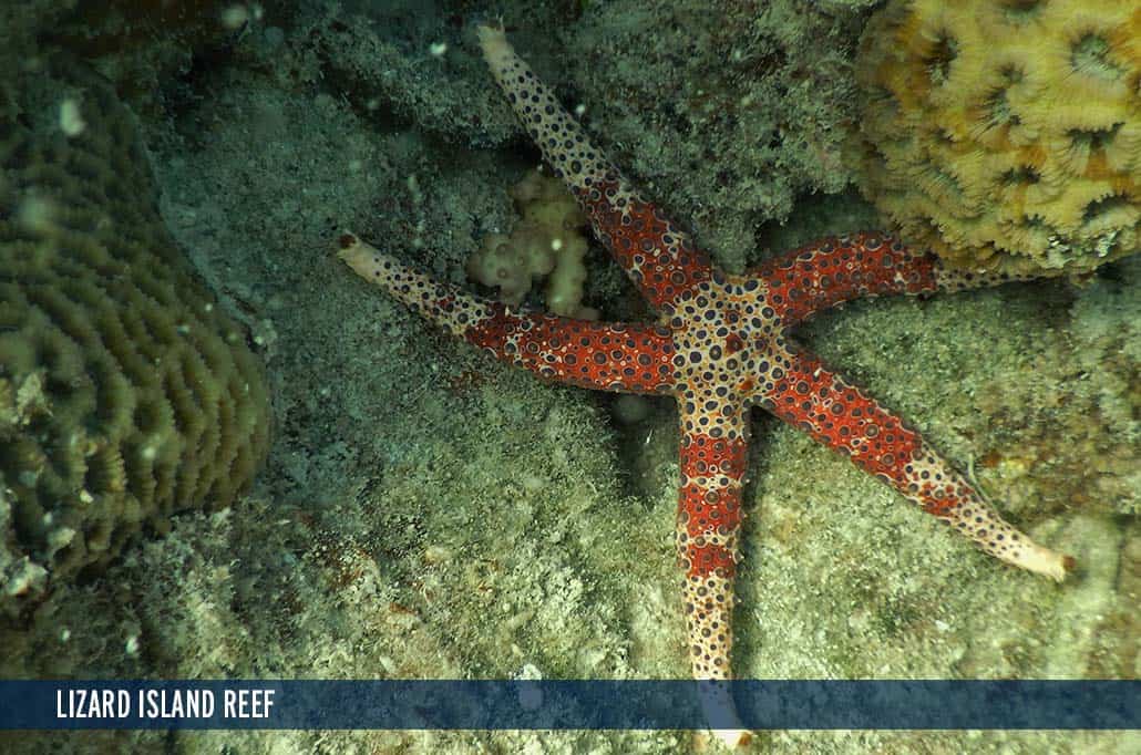 LIZARD ISLAND REEF