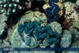 OSPREY REEF