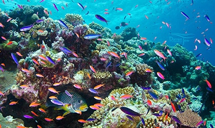 Osprey Reef Darren Jew Photography 1