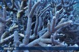 RIBBON REEF #3