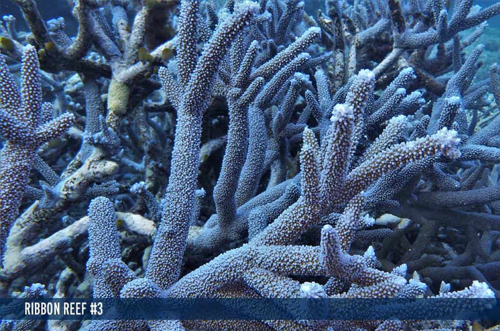 RIBBON REEF #3