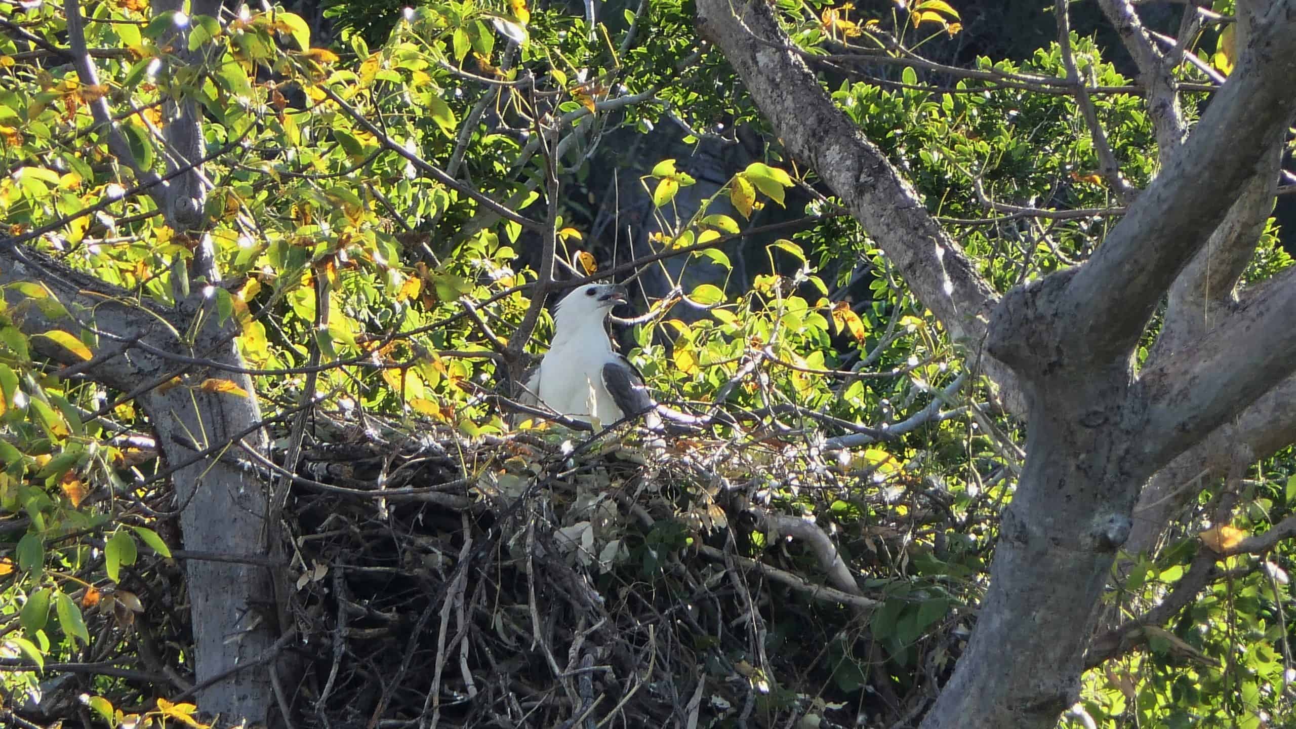 White Bellied Sea Eagle on nest at Hathway's Hideaway 