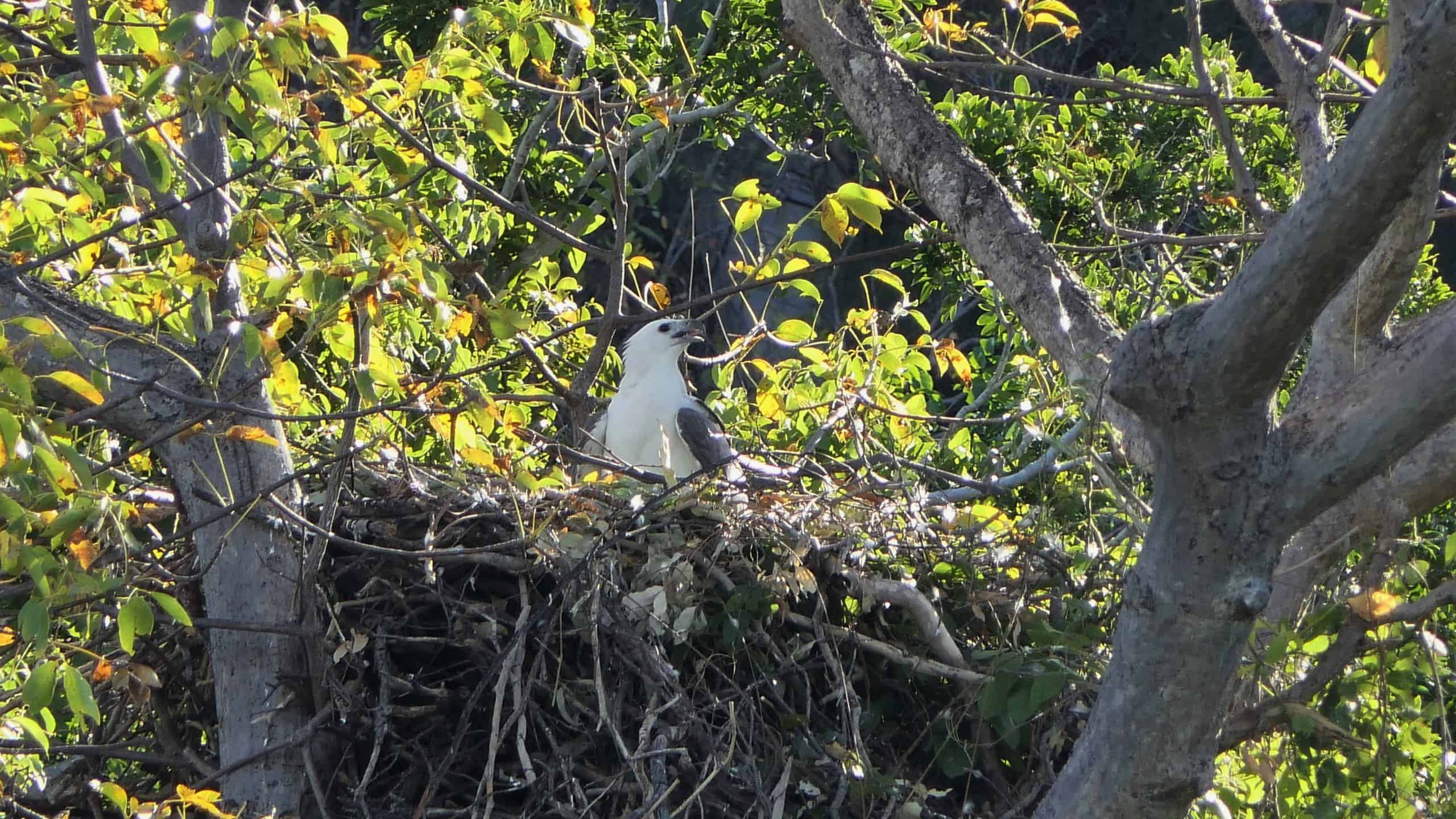White Bellied Sea Eagle on nest at Hathway's Hideaway