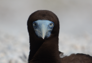 Brown Boobie. Lacepede Islands with Coral Expeditions.