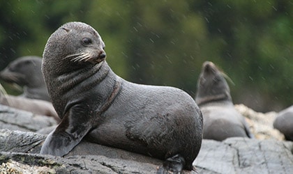 New Zealand Sub-Antarctic Coral Expeditions