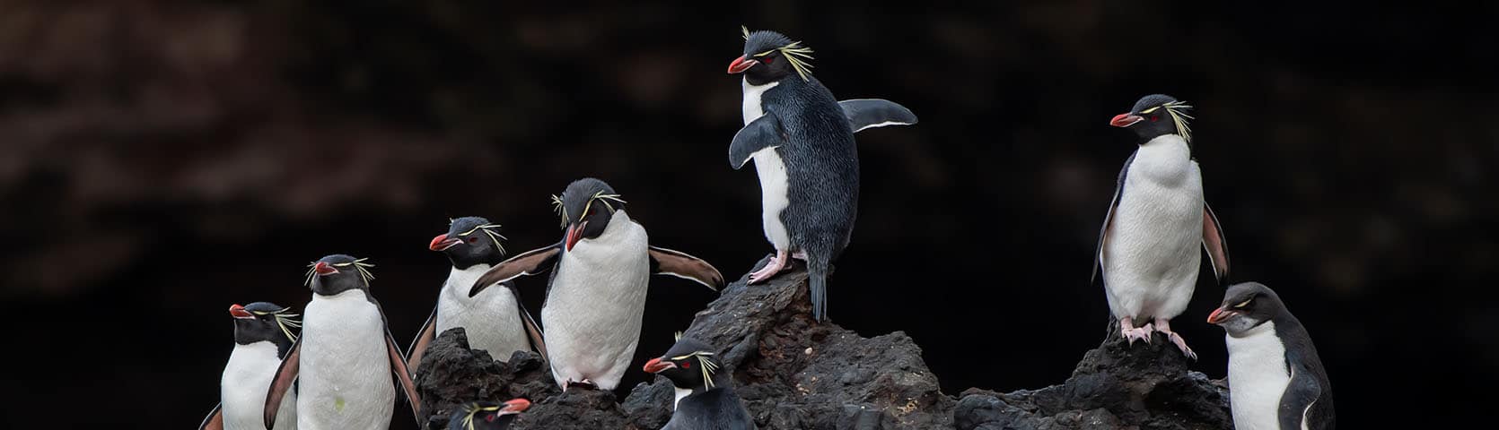 New Zealand Fiordland Coral Expeditions