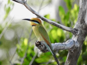 Rainbow Bee Eater. Image: David Keech.