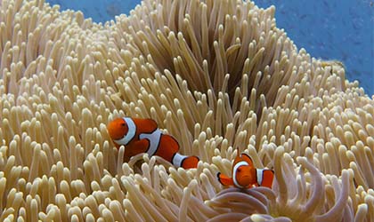 Ribbon Reefs