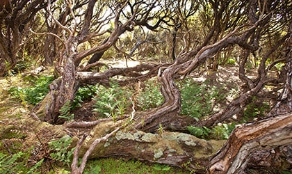 Sub Antarctic Islands Coral Expeditions