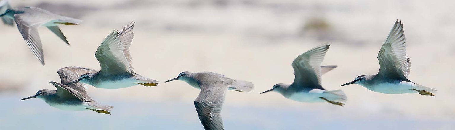 Birds of the Lacepede Islands