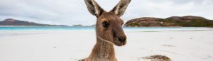 Across the Great Australian Bight - Adelaide - Fremantle