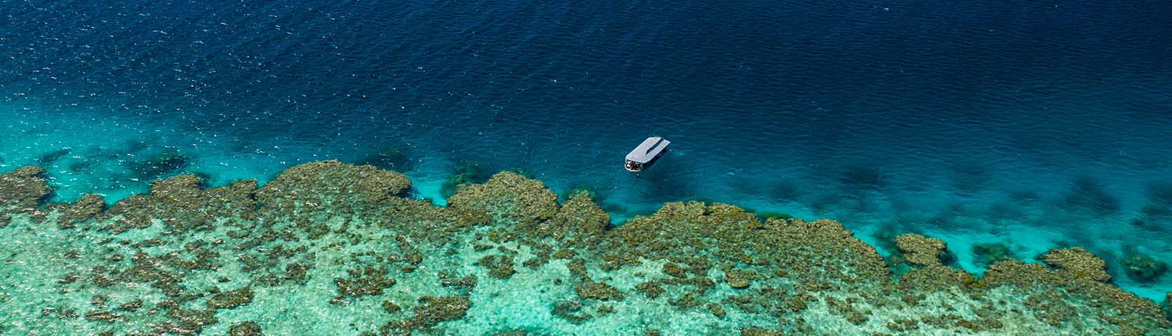 Coral Expeditions At The Reef