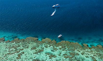 Coral Expeditions At The Reef