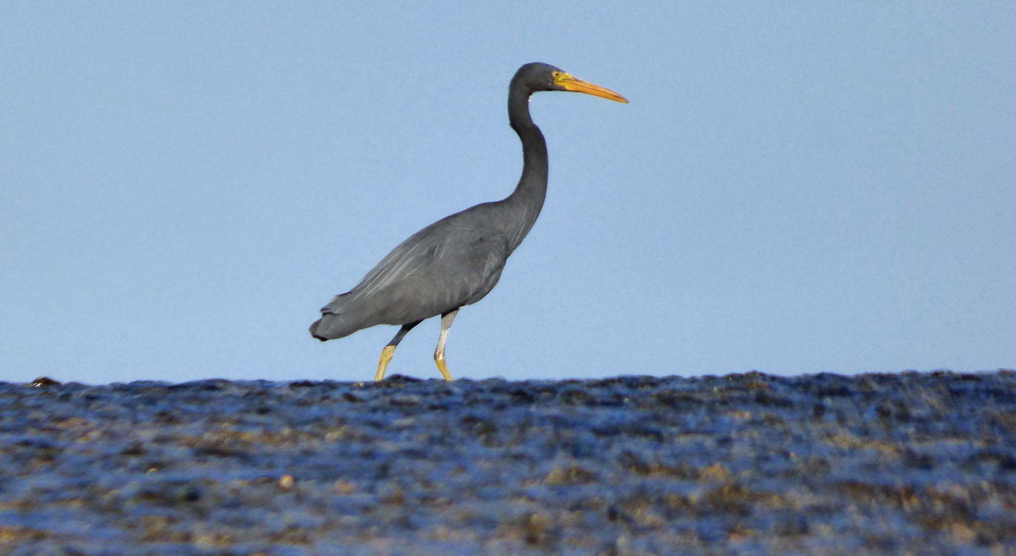 Eastern Reef Egret Montgomery Reef Western Australia