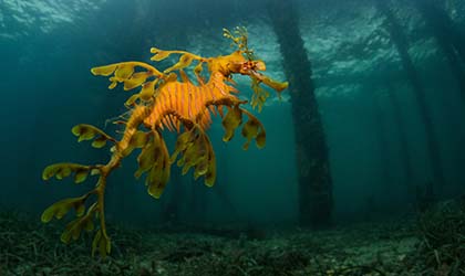 Leafy sea dragon Tumby Bay