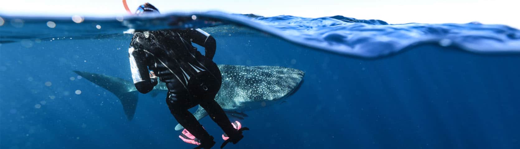 Swim with whale sharks at Ningaloo Reef with Coral Expeditions