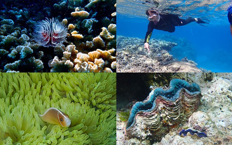 Ningaloo Voyage Log - Rowley Shoals