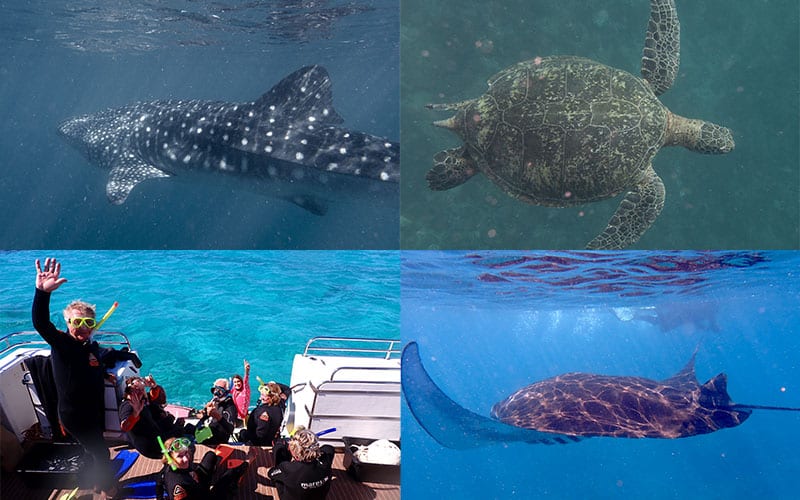 Ningaloo Voyage Log - Exmouth Whale Shark Swim