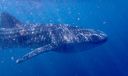 Ningaloo Voyage Log - Whale Shark