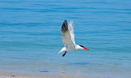 Caspian Terns - Wallabi Group