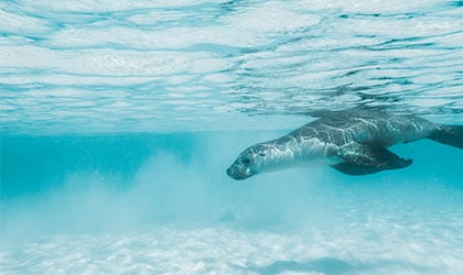 Easter Group - Sea Lion