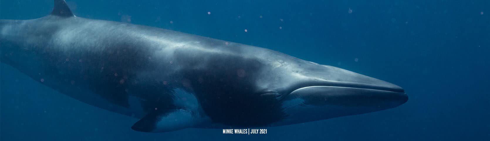 Minke Whales during the Citizen Science Voyage 2021