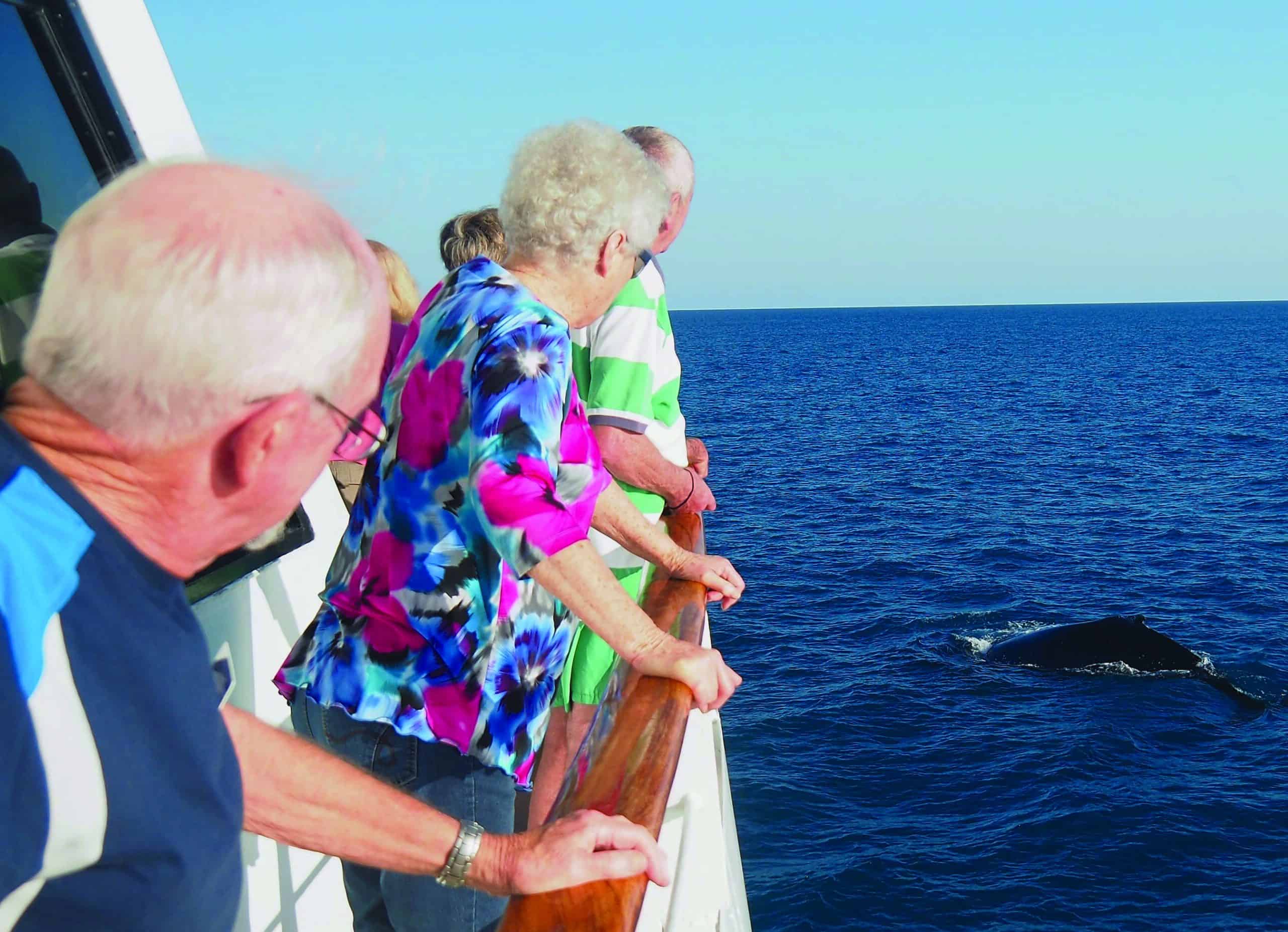 Whale Watching Kimberley