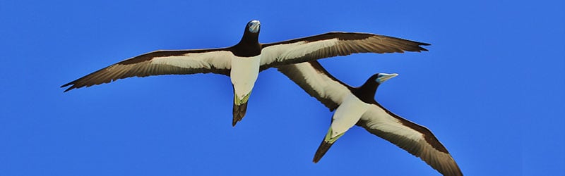 Bird Watching in The Lacepedes