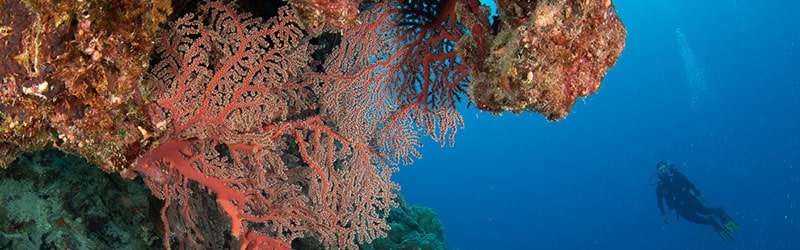 Exploring Osprey Reef