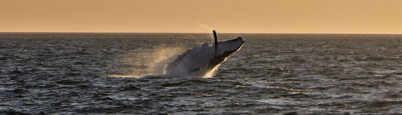 Humpback highway with Coral Expeditions
