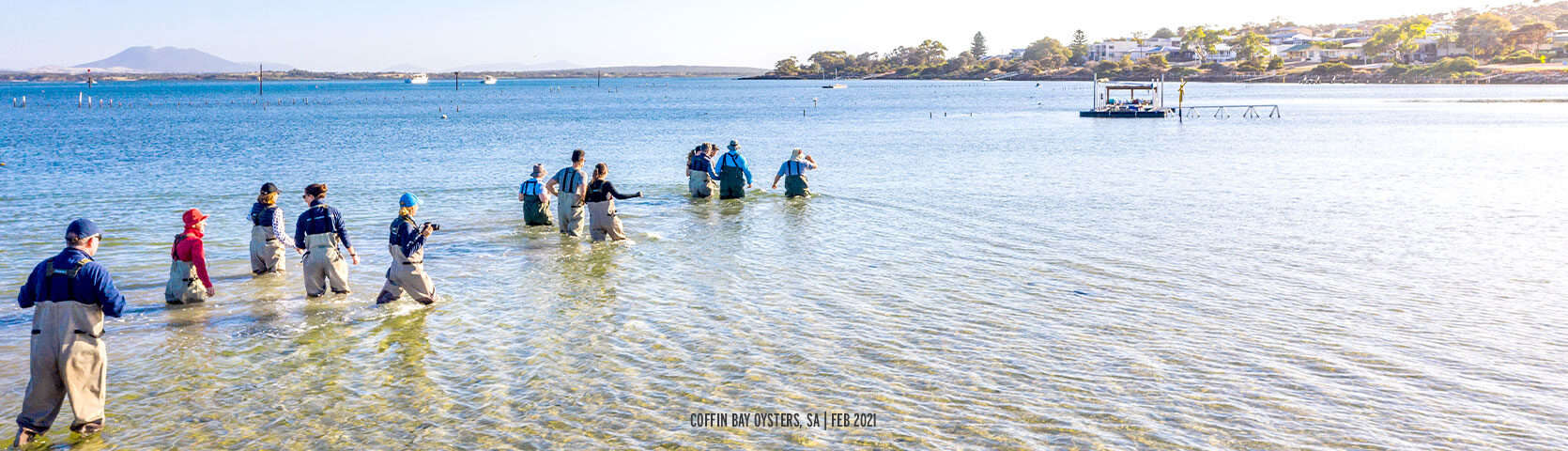 Coffin-Bay-Oysters-South-Australia