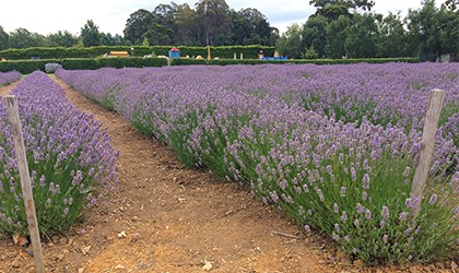 Lavender Farm