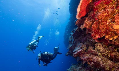 Osprey Reef Diving
