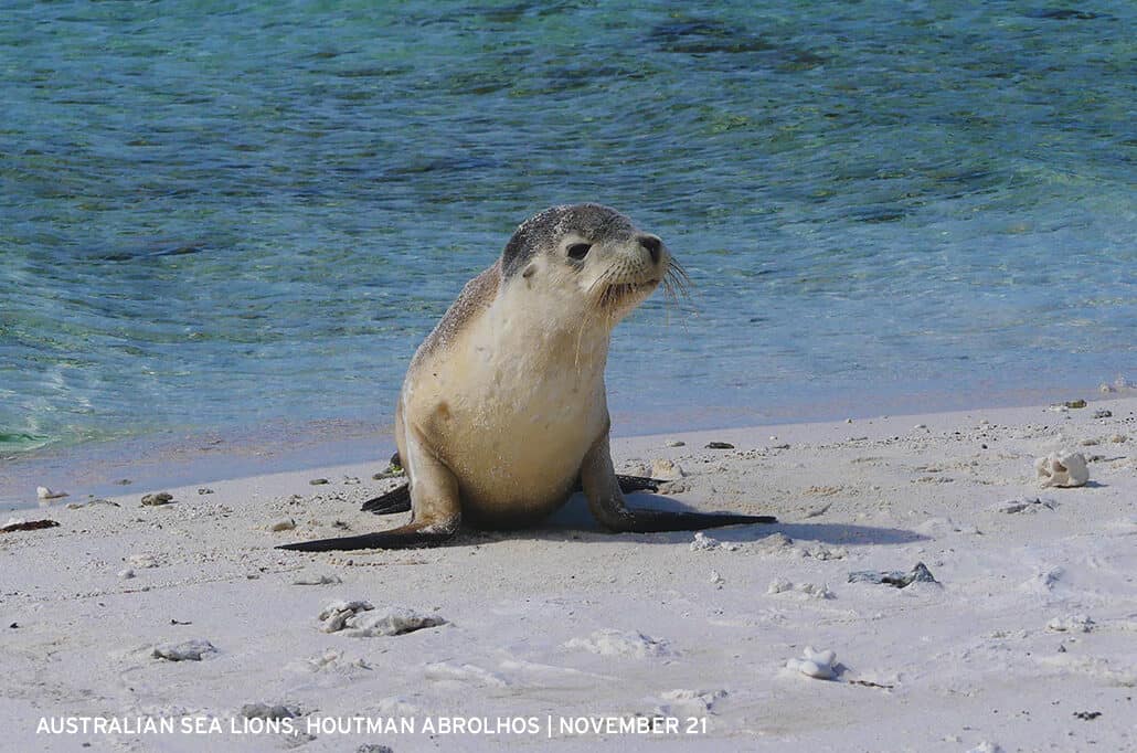 Australian Sea Lion - Abrolhos