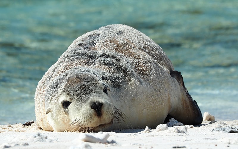 Day 10 - Houtman Abrolhos Islands – Wallabi and Eastern Groups