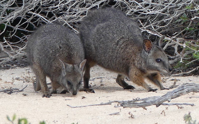Day 9 - Houtman Abrolhos Islands - Wallabi Group