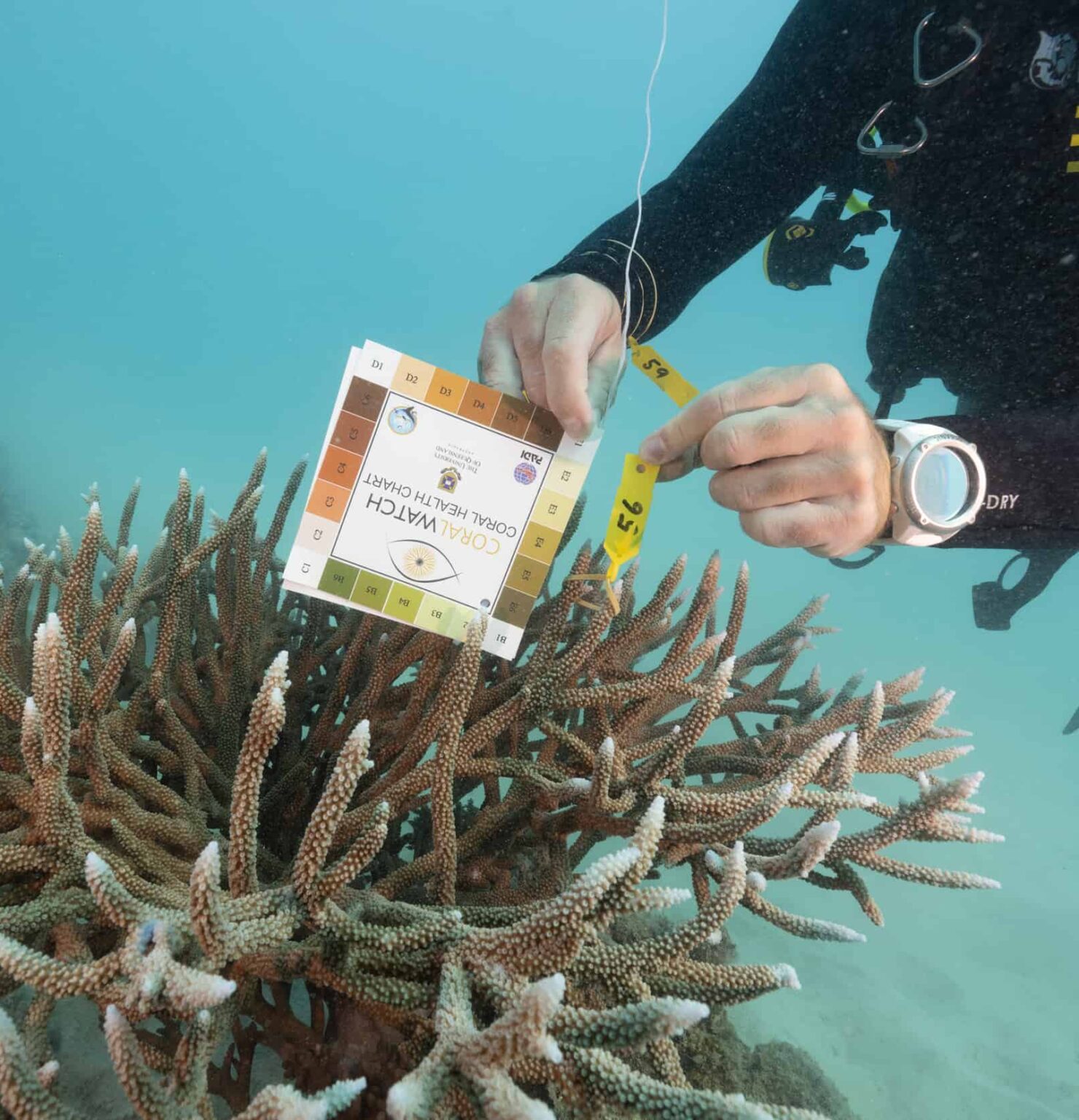 GBR Legacy - Citizen Science - Woody (25)