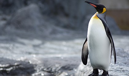Macquarie Island - Penguins