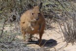 Montebello Island - Abrolhos2