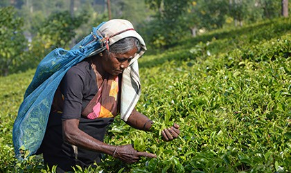 Tea Plantation Sri Lanka