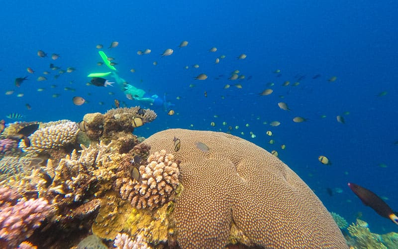 Ribbon-Reefs-Coral-Expeditions