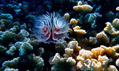 Rowley Shoals