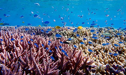 Scott Reef